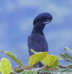 Cephalopterus penduliger