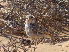 Calendulauda erythrochlamys barlowi