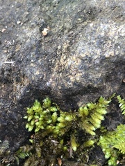 Claopodium rostratum