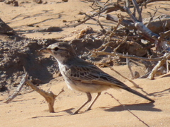 Calendulauda erythrochlamys barlowi