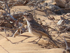 Calendulauda erythrochlamys barlowi