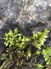 Claopodium rostratum