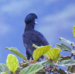 Cephalopterus penduliger