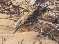 Calendulauda erythrochlamys barlowi