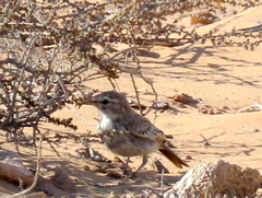Calendulauda erythrochlamys barlowi