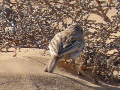 Calendulauda erythrochlamys barlowi