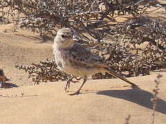 Calendulauda erythrochlamys barlowi