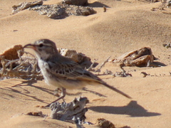 Calendulauda erythrochlamys barlowi
