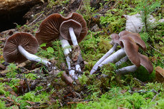 Cortinarius evernius