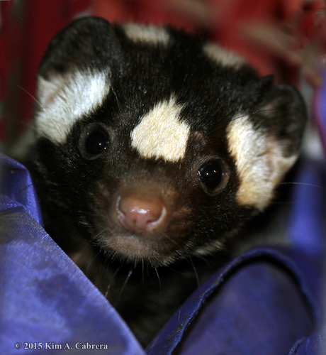 Western Spotted Skunk