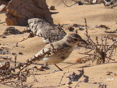 Calendulauda erythrochlamys barlowi