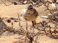 Calendulauda erythrochlamys barlowi