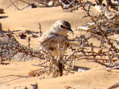 Calendulauda erythrochlamys barlowi