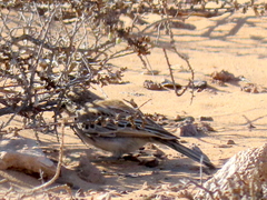 Calendulauda erythrochlamys barlowi
