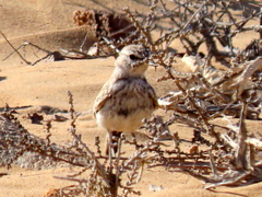 Calendulauda erythrochlamys barlowi