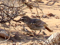 Calendulauda erythrochlamys barlowi