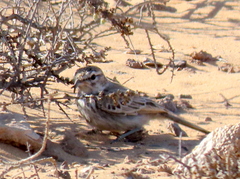 Calendulauda erythrochlamys barlowi