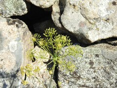 Foeniculum vulgare