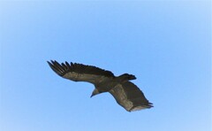 Gyps fulvus fulvus