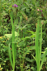 Allium wallichii