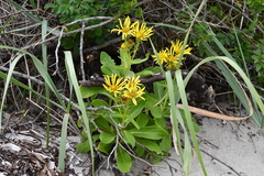 Senecio pseudoarnica