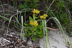 Senecio pseudoarnica