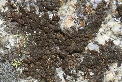 Xanthoparmelia pulla