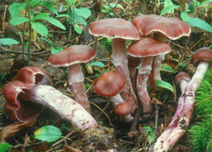 Cortinarius evernius
