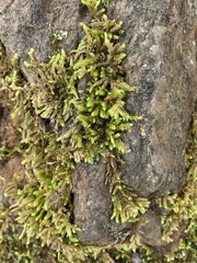 Claopodium rostratum