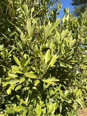 Ilex glabra
