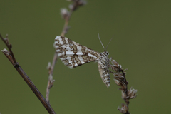 Narraga fasciolaria