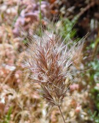 Bromus rubens