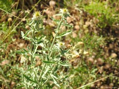 Centaurea ornata