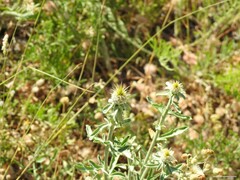 Centaurea ornata