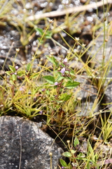 Eriocaulon decemflorum