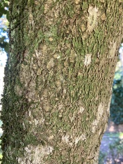 Ilex integra