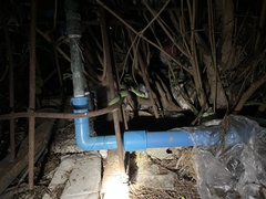 Trimeresurus macrops