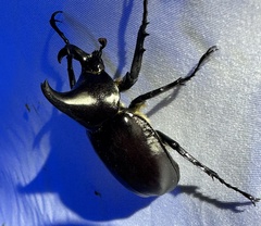 Xylotrupes australicus