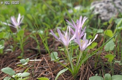 Colchicum stevenii
