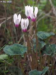Cyclamen persicum