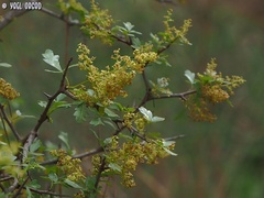 Searsia tripartita