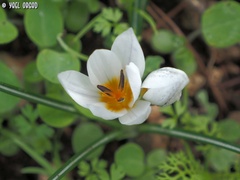 Crocus hyemalis