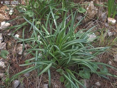 Vagaria parviflora