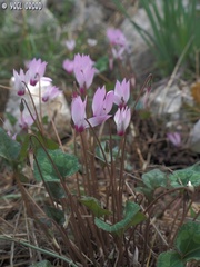 Cyclamen persicum
