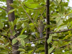 Passerina leclancherii