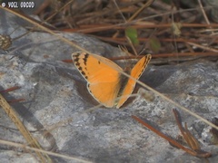 Colotis fausta