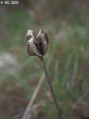 Tulipa agenensis