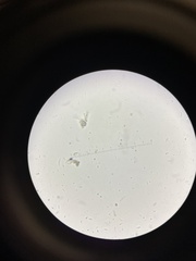 Favolus brasiliensis