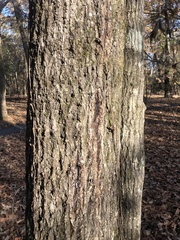 Carya tomentosa