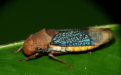 Proconiini